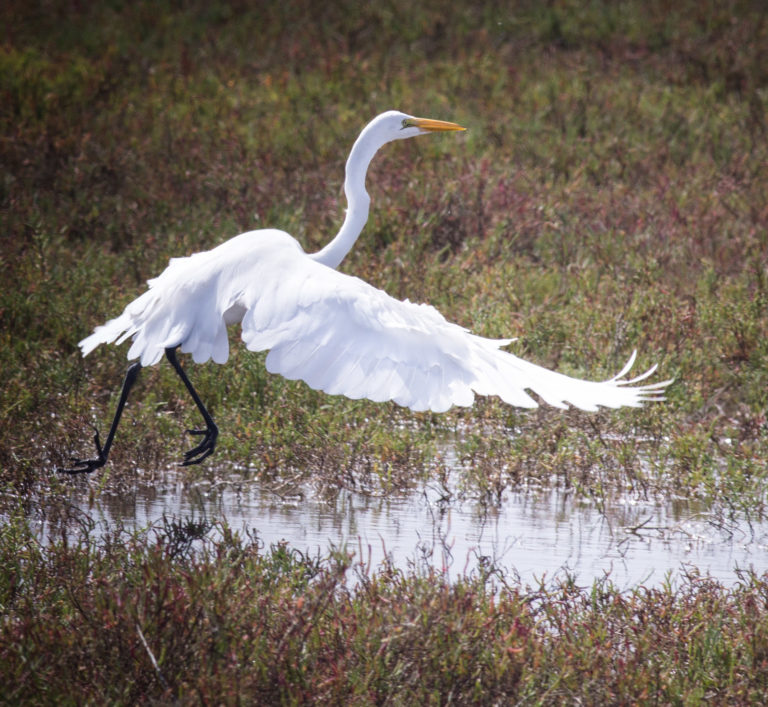 IreneReti.Egret. Save Our Shores