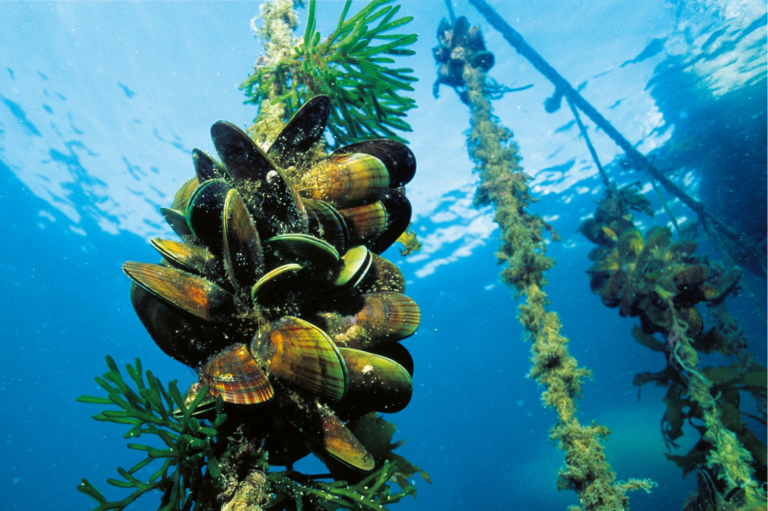 a dozen oysters and some plants cluster on a rope under water. Four more similar ropes are in the distance behind it.