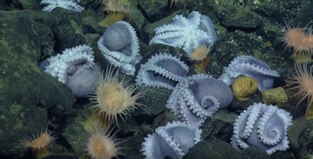 Nine purple octopus lay on the rocky ocean floor with their tentacles curled and tucked. Several anemones are around them too.